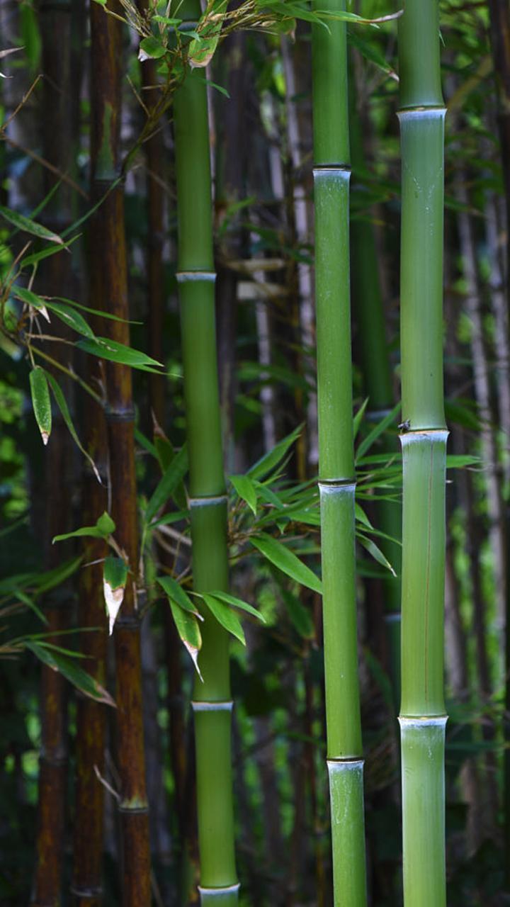 Bamboo Forest Wallpaper For Android Apk