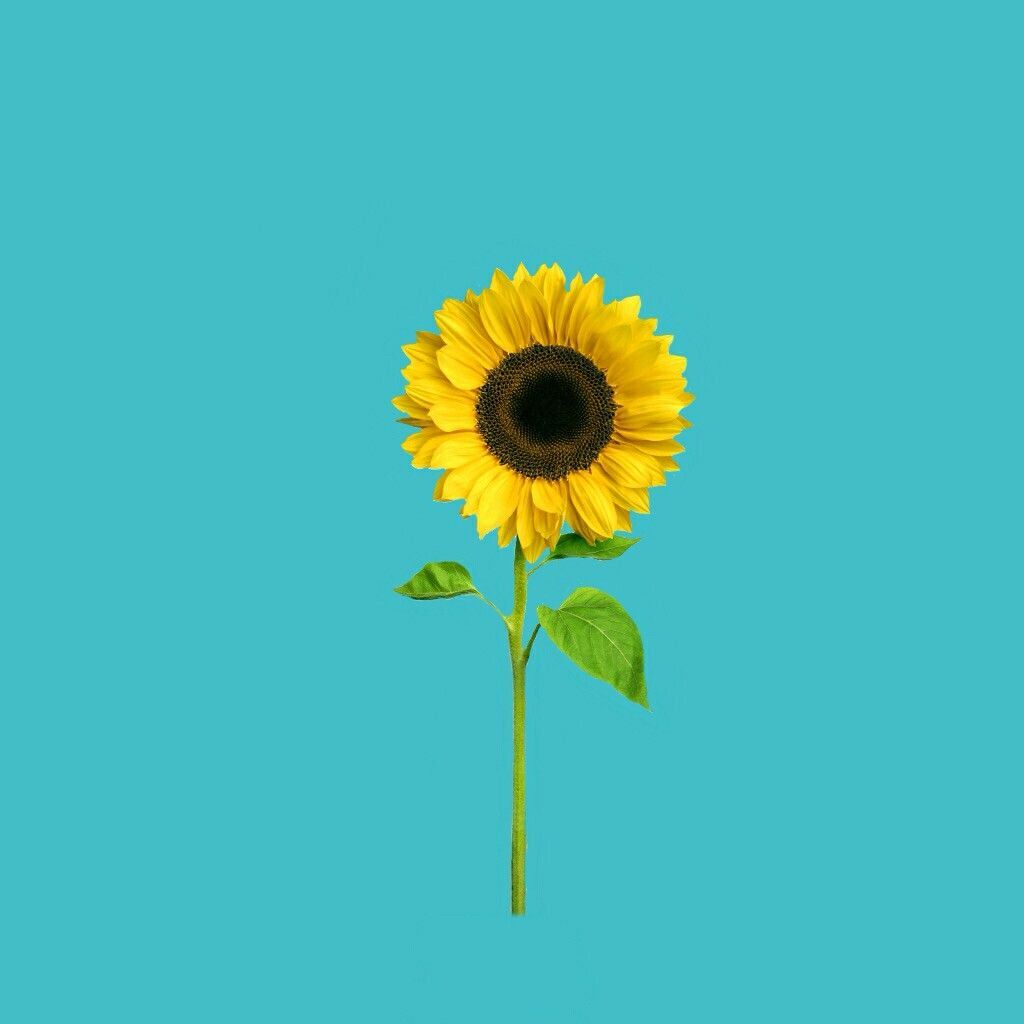 Sunflower Aesthetic Wallpaper On
