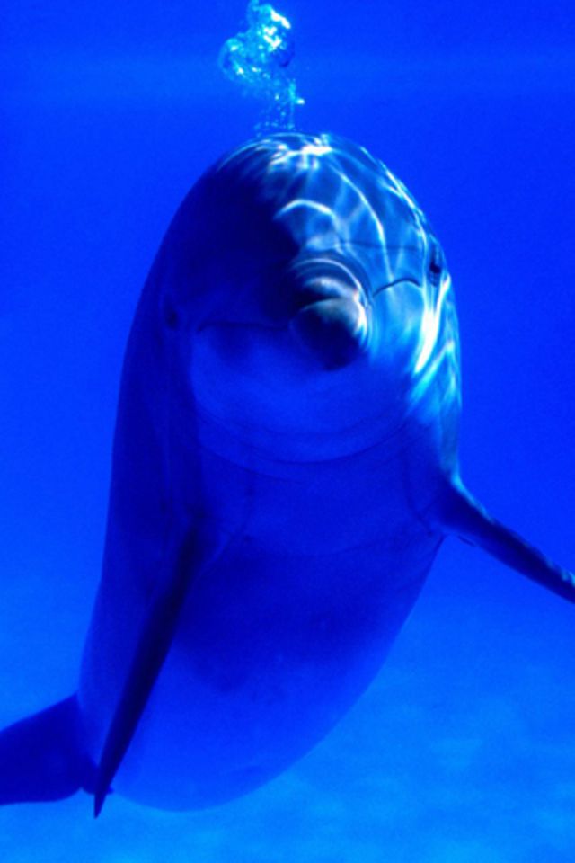 Dolphin iPhone Wallpaper iPhone4 S