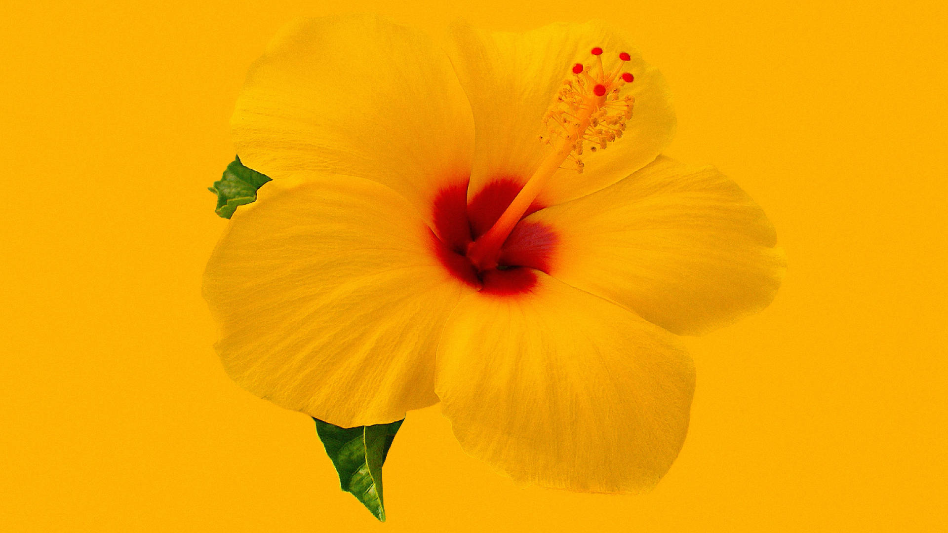 Hibiscus Wallpaper