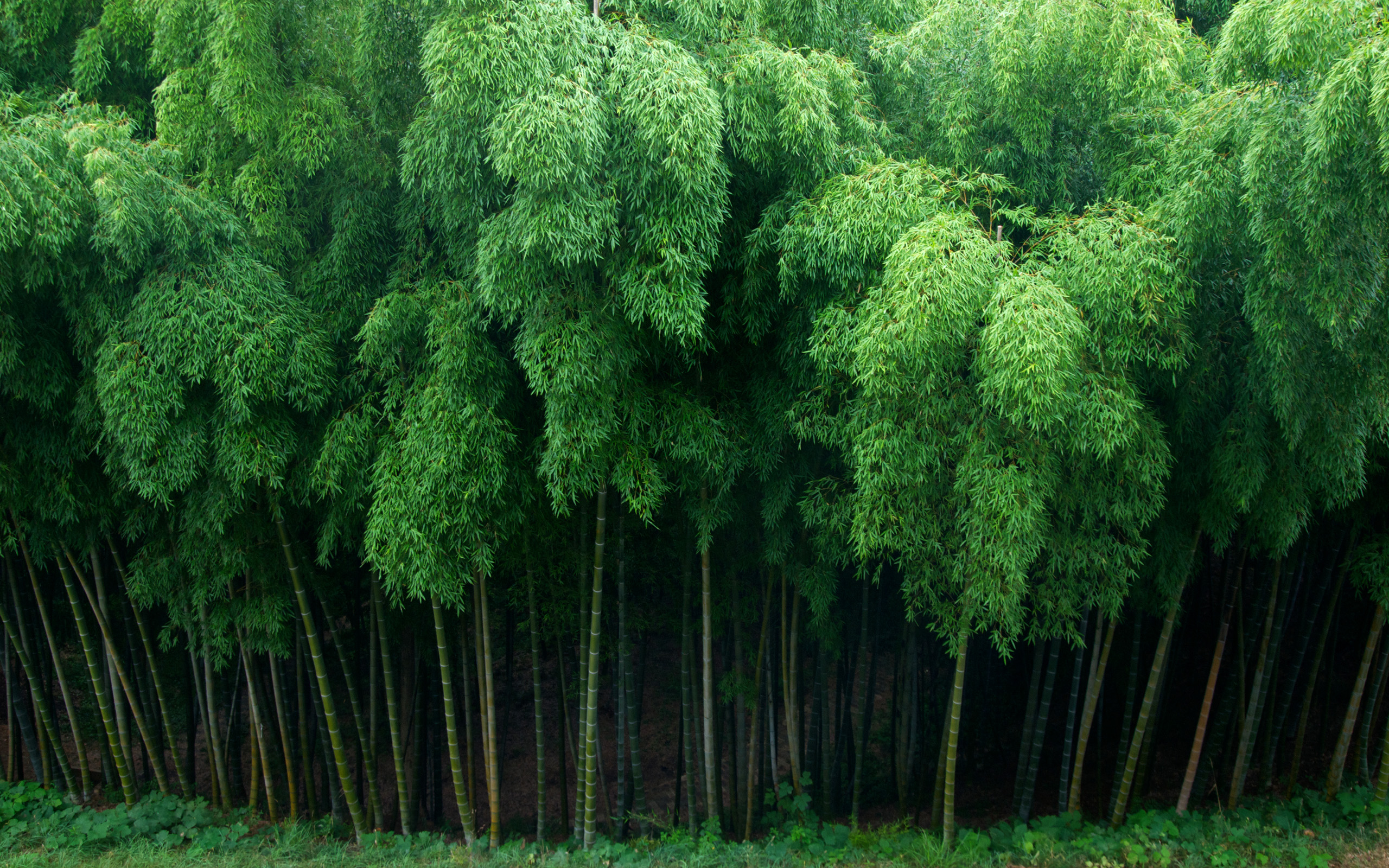Nature Bamboo HD Wallpaper