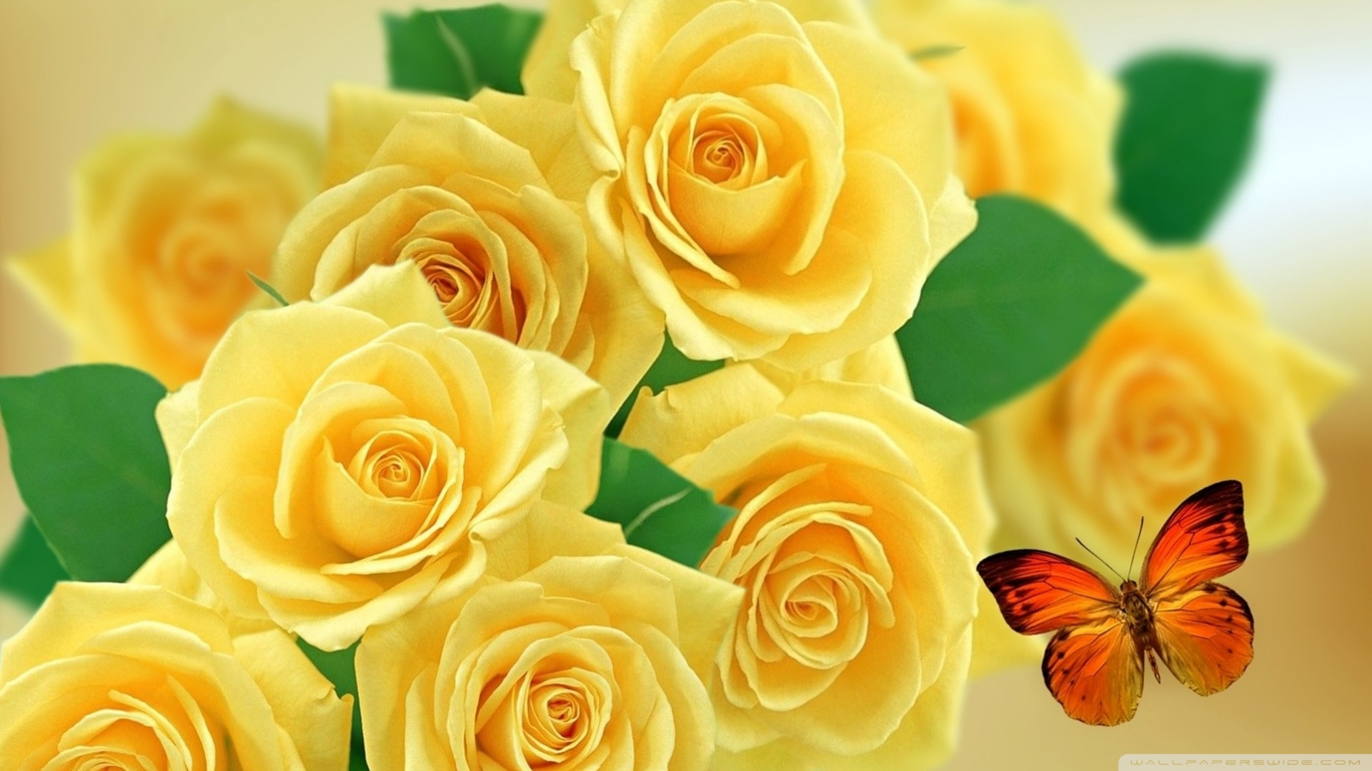 Yellow Roses And Butterflies 4k HD Desktop Wallpaper For