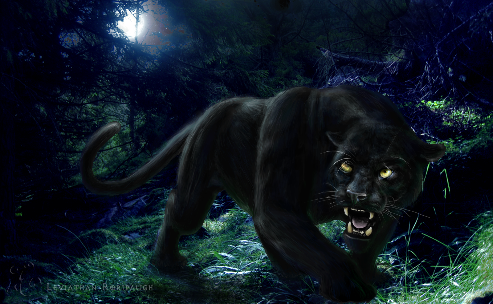 HD black panther animal wallpapers | Peakpx