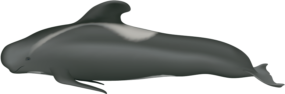 Pilot Whale Illustration Wallpaper