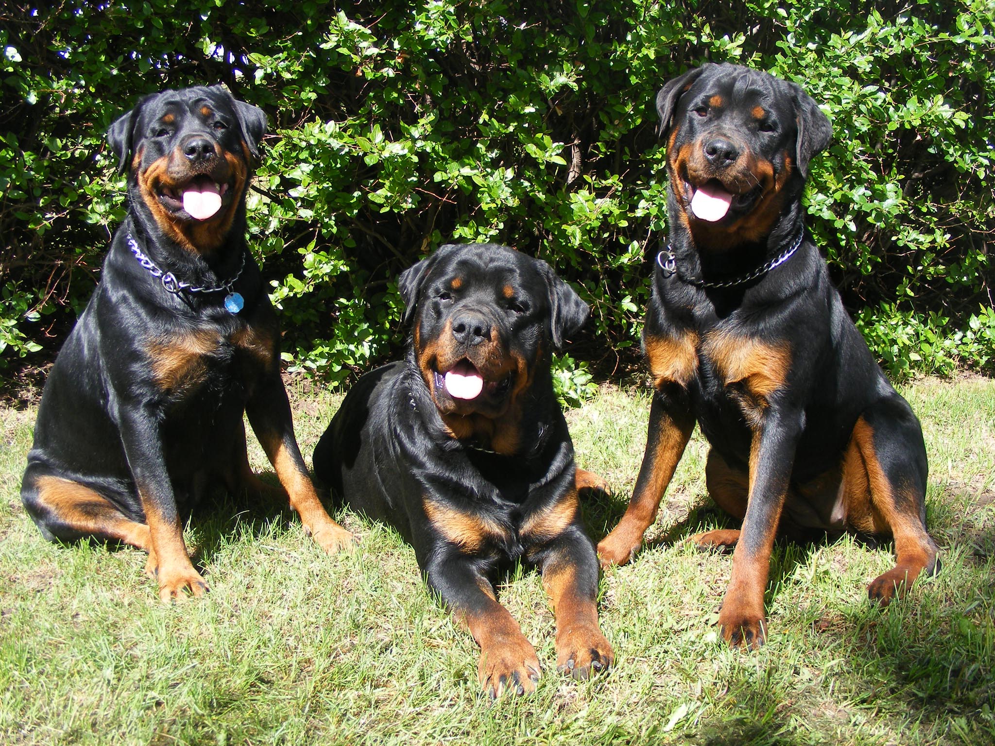 Rottweiler Dog Puppy Puppies Wallpaper