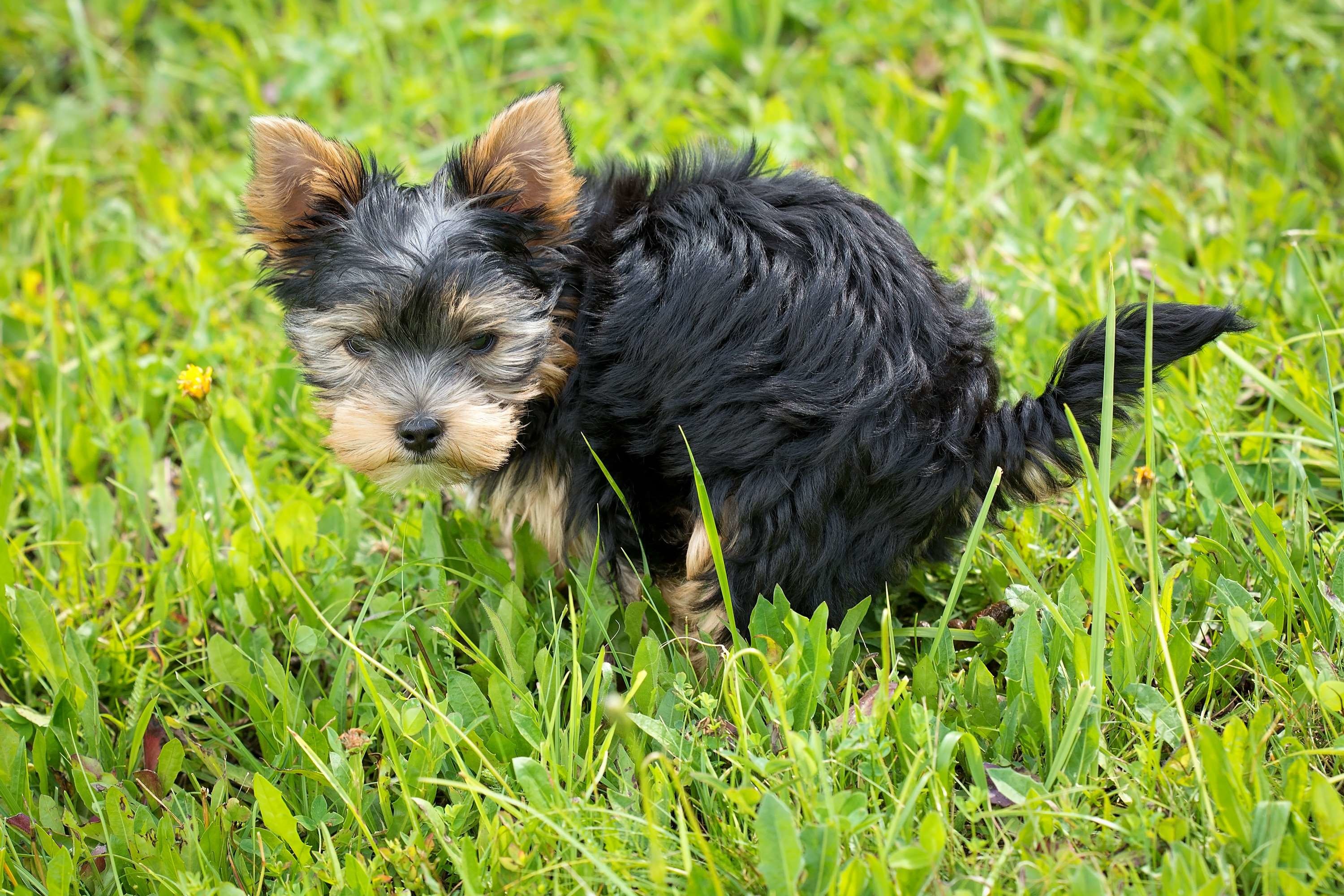 Yorkie Pictures Wallpaper
