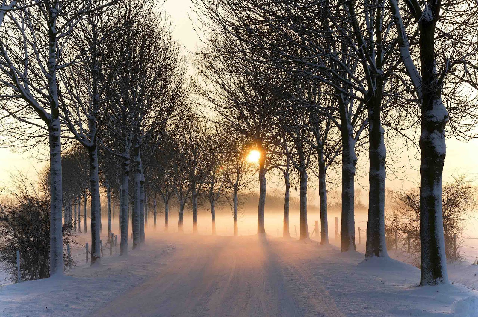 Met Een Besneeuwde Weg Bomen En Mist HD Sneeuw Wallpaper Foto Jpg