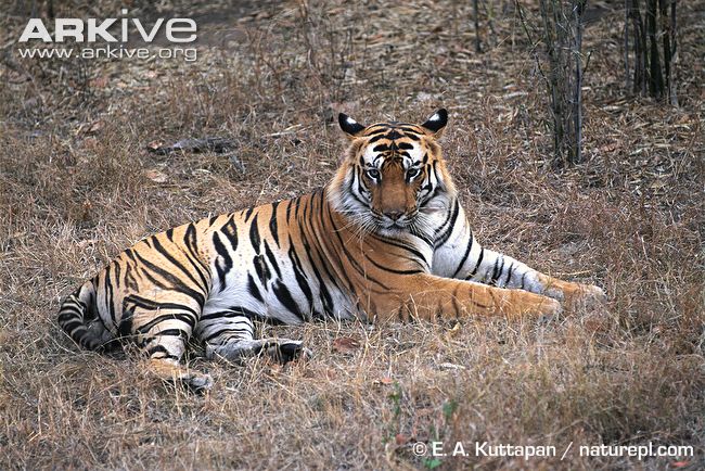 Bengal Tigers Descargar Gratis Fondos De Pantalla Pictures