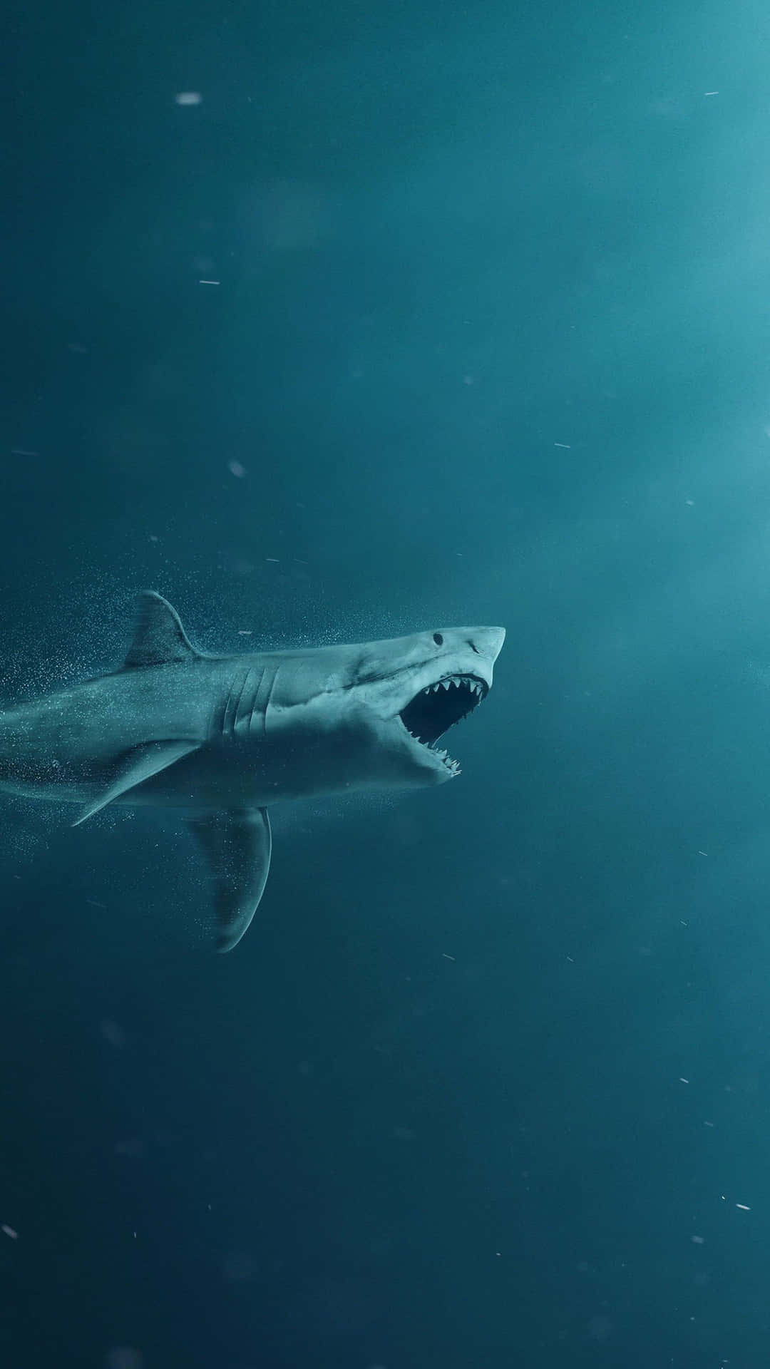 Great White Shark iPhone Wallpaper