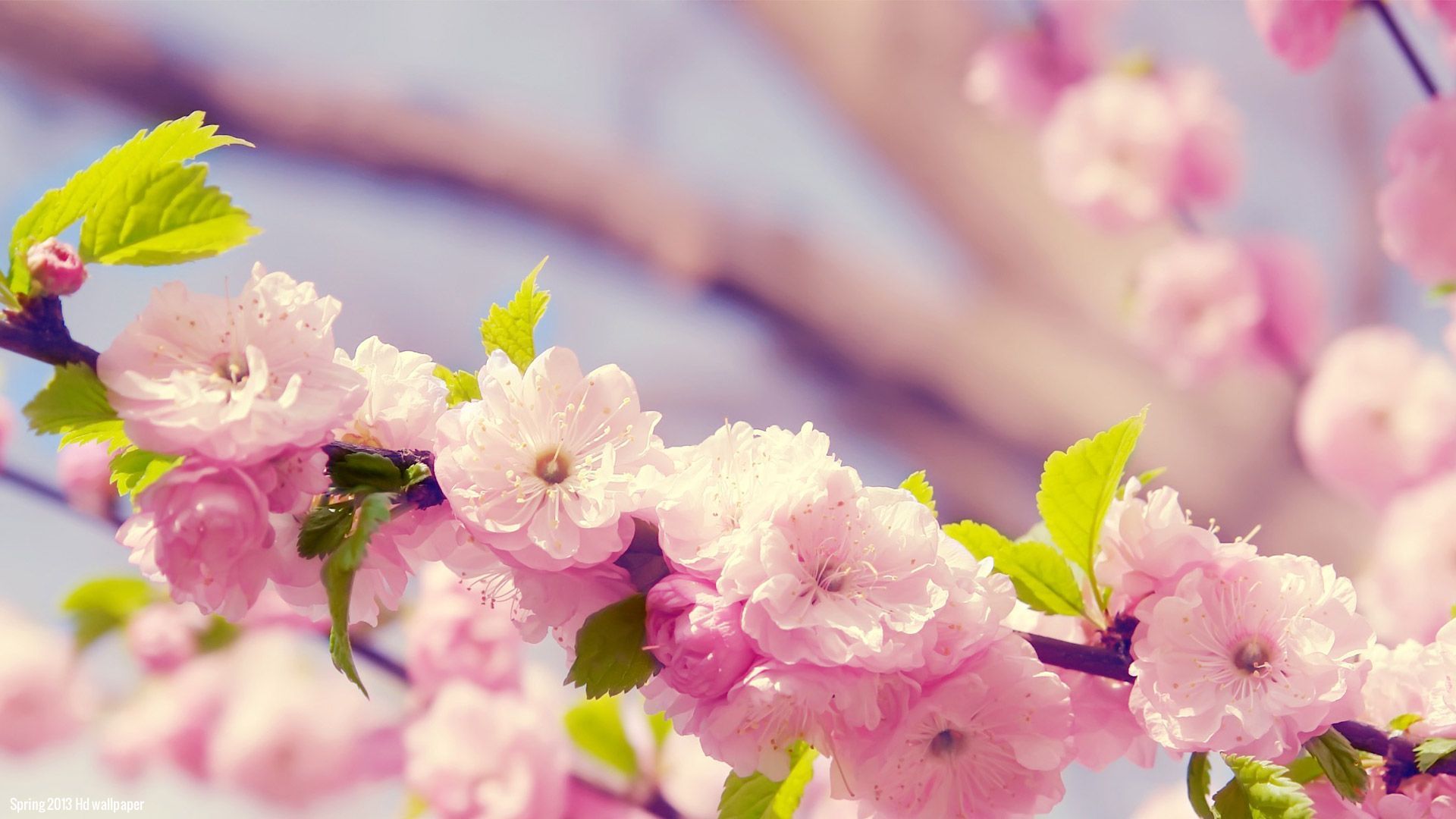 Spring Flowers Wallpaper Background Sf