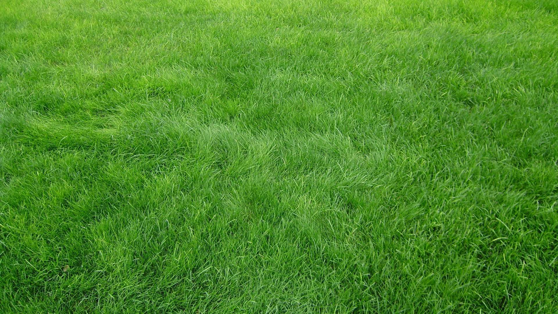 Wallpaper Grain Grass Field Green HD 1080p Upload At June