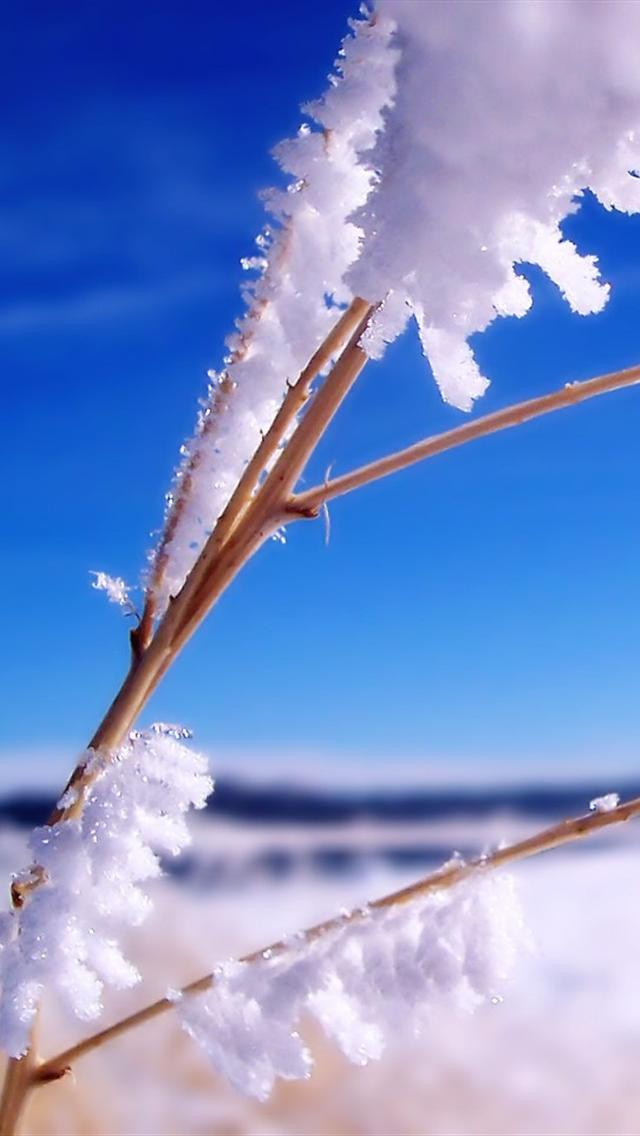 HD Snow On Branch iPhone Wallpaper Background