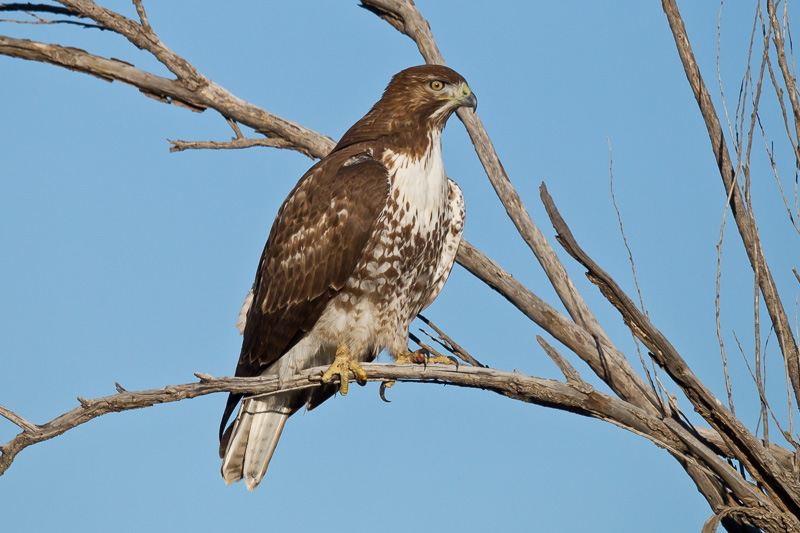 Red Tailed Hawk Buteo Jamaicensis