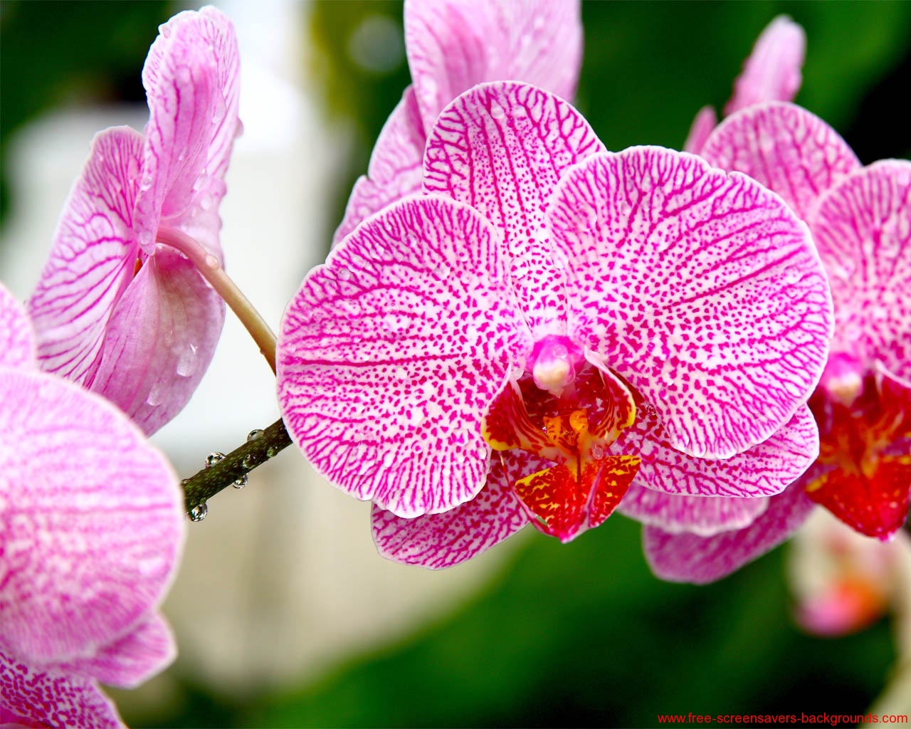 Orchid Flower Screensavers Quotes