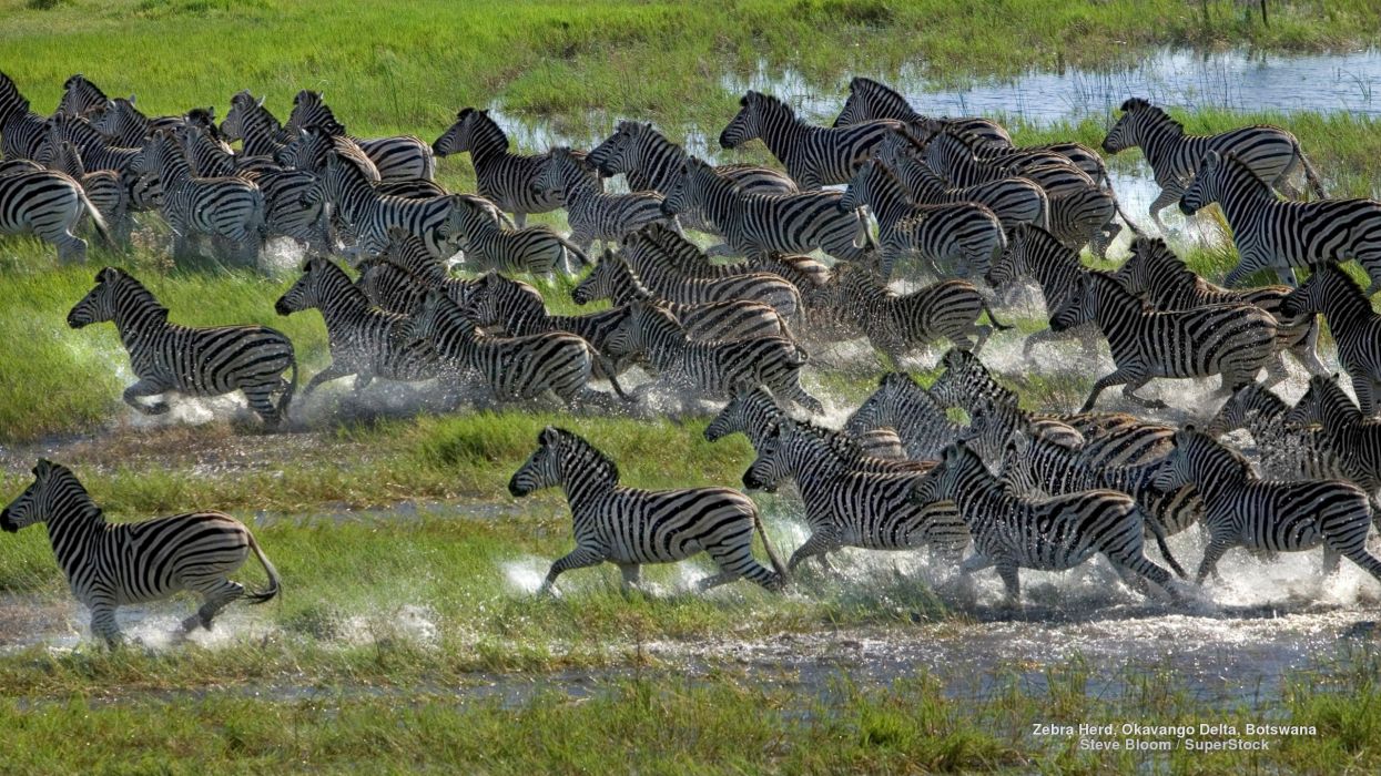 Zebra Herd Okavango Delta Botswana Wallpaper