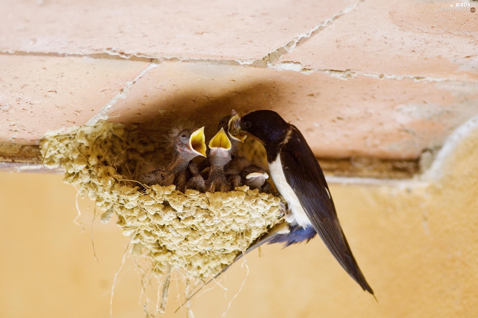 Swallow Nest Lactescent Birds Wallpaper