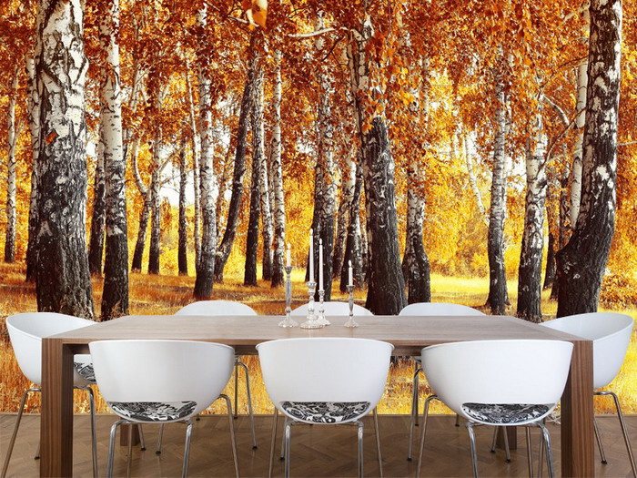 Birch Tree Wall Mural Sticker Or Painted Wallpaper