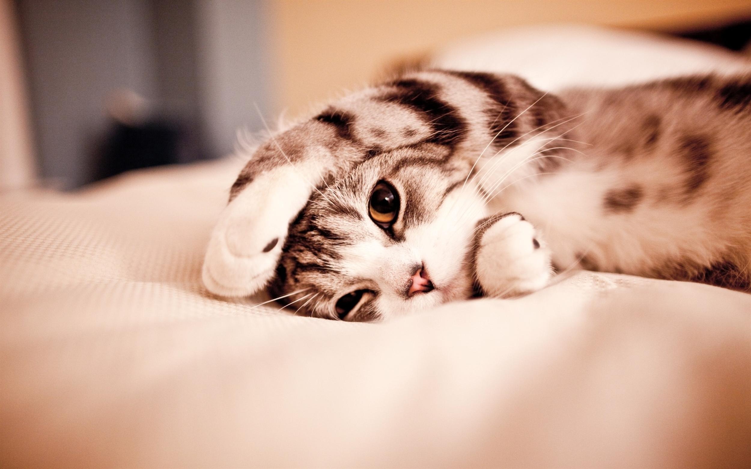 Cute Cat Sleep Wallpaper Desktop High Resolution