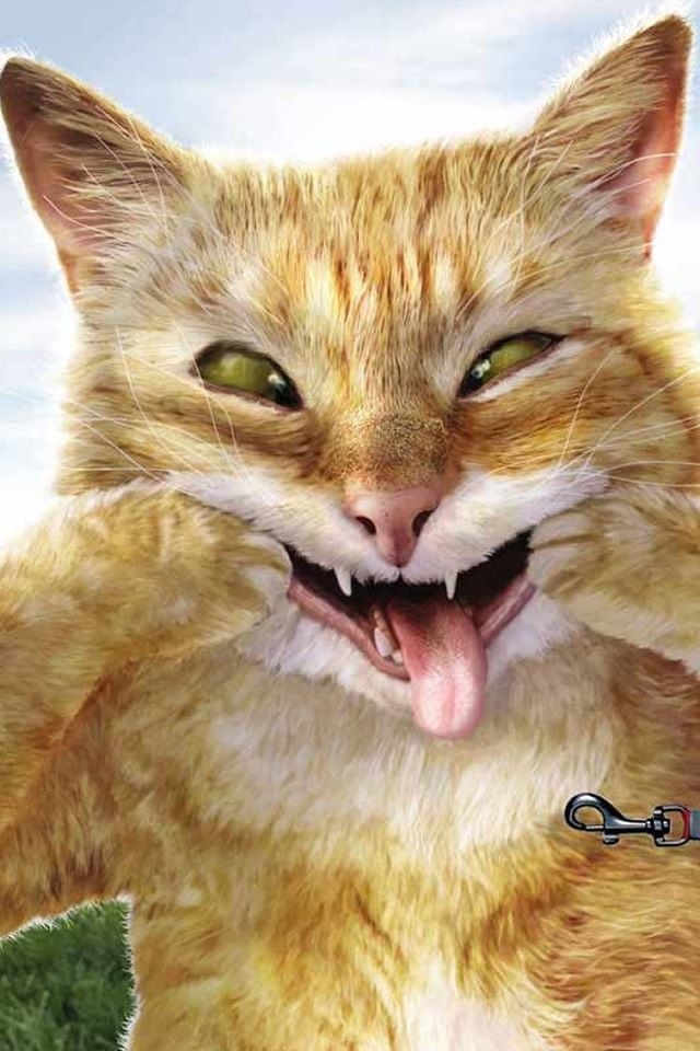 Funny Cat iPhone Wallpaper - WallpaperSafari