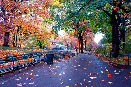 Fall Foliage Central Park Photo Sharing