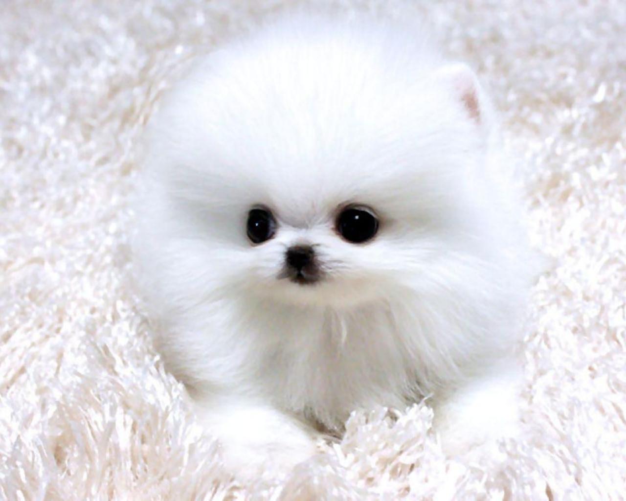 Teacup Pomeranian Puppy Lacy Wallpaper HD
