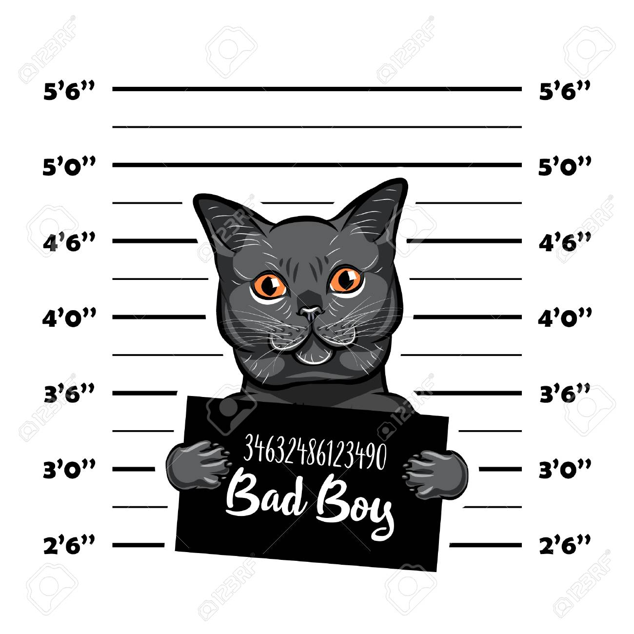 Gray Cat Bad Boy Criminal Arrest Photo Police Records