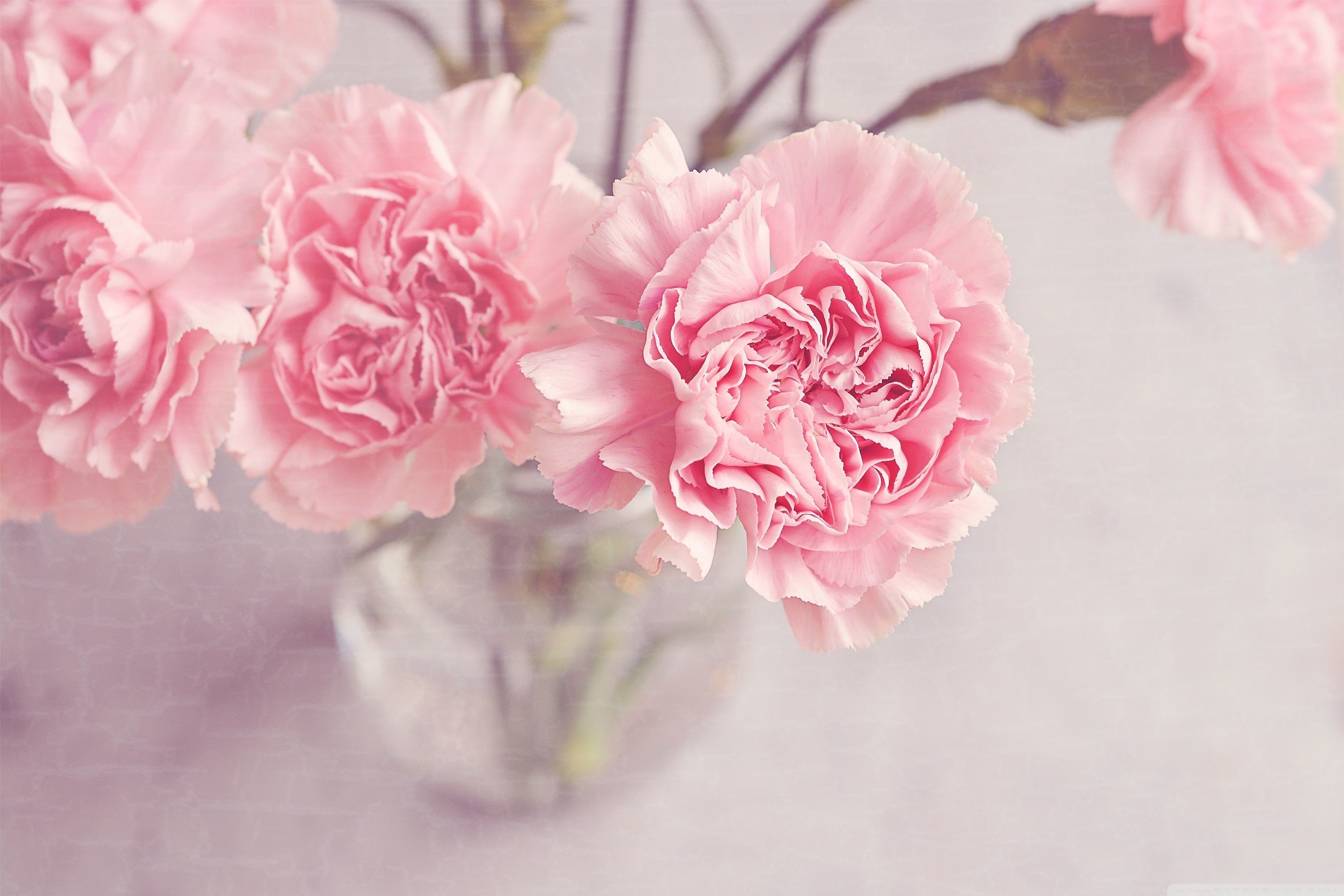 Close-up of delicate pink carnations in a glass vase, creating a soft and romantic aesthetic. Perfect for a cute laptop wallpaper