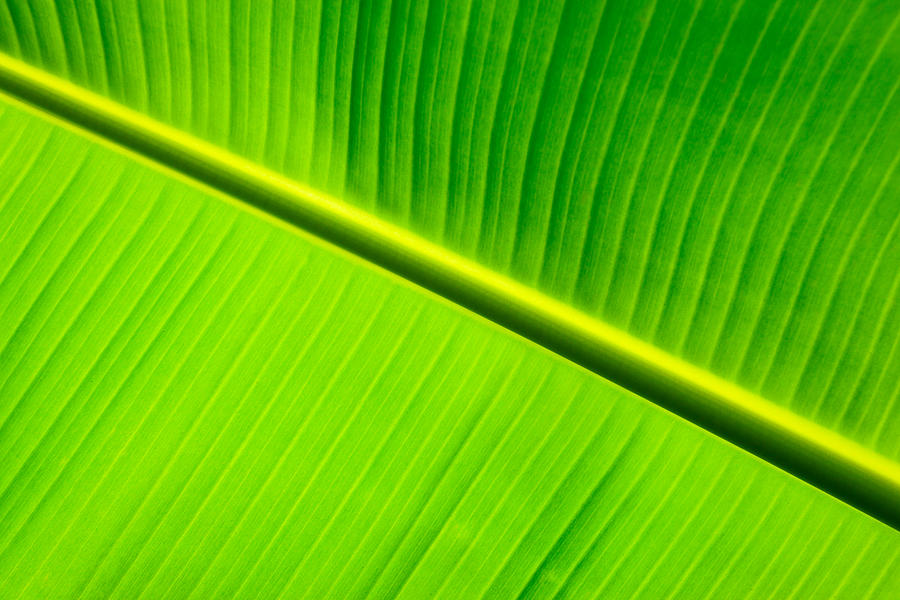 Banana Leaf Plant A Detail Of