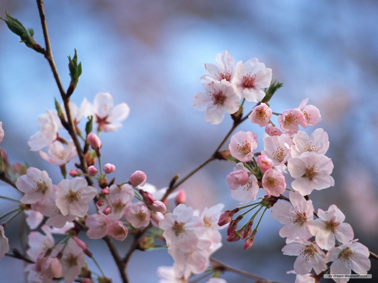 Cherry Blossoms Free