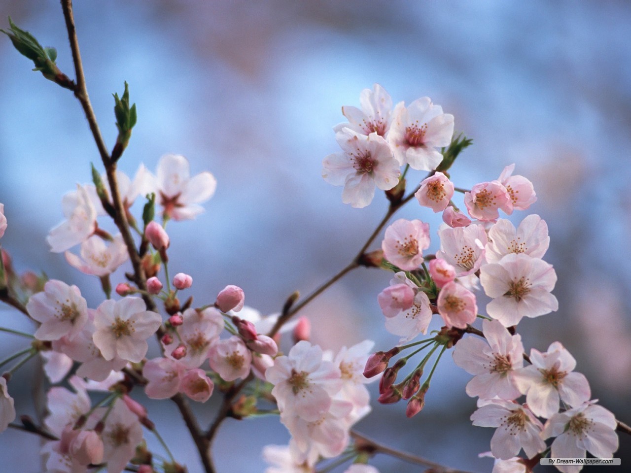 Free download Wallpaper Flower wallpaper Cherry Blossom ...