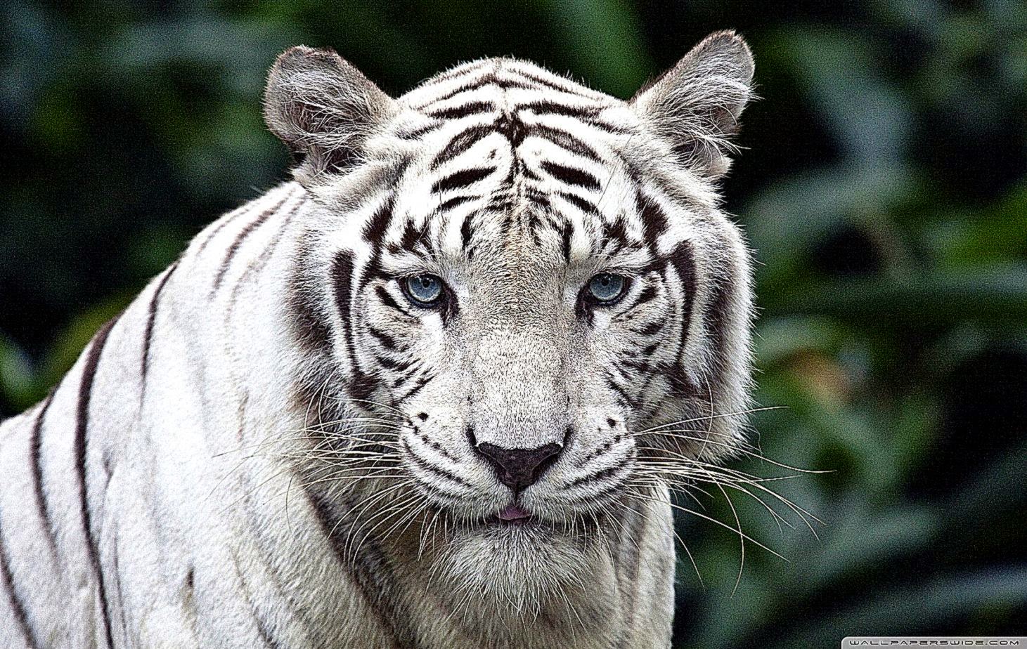 White Tiger HD Desktop Wallpaper Widescreen High Definition