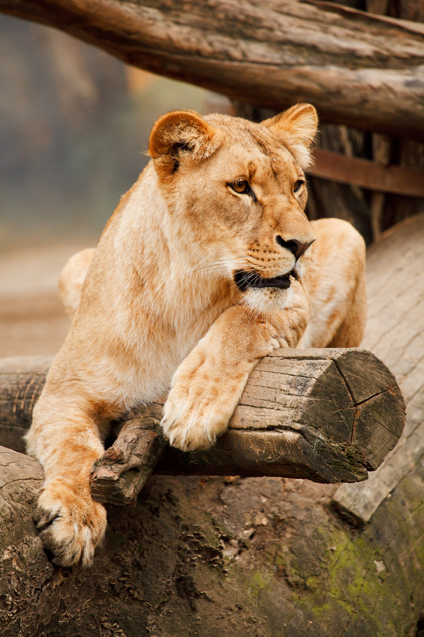 Lion And Lioness Pictures Tag Archives Wallpaper