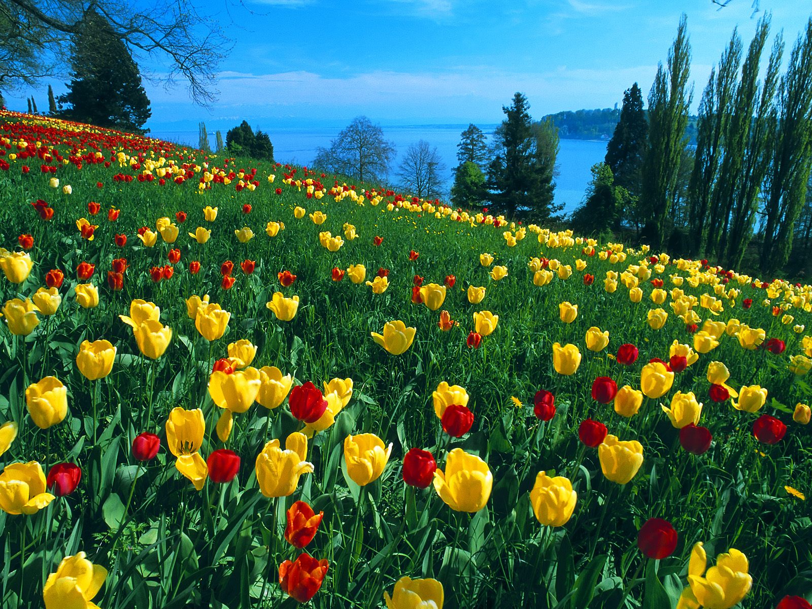 Germany HD Wallpaper Field Of Tulips For Desktop
