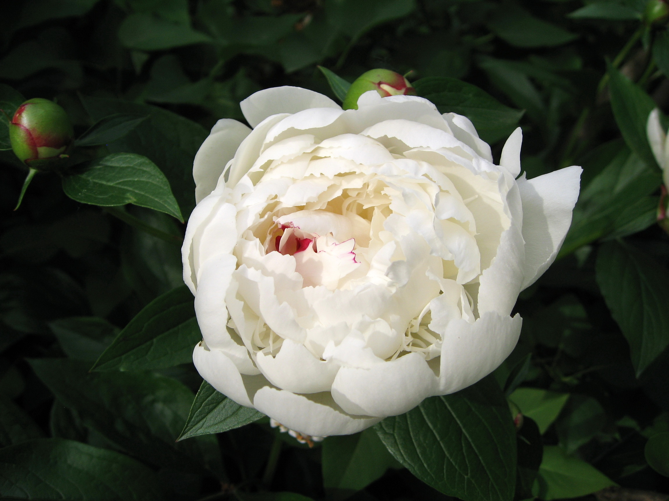 Beautiful White Peony Wallpaper And Image Pictures