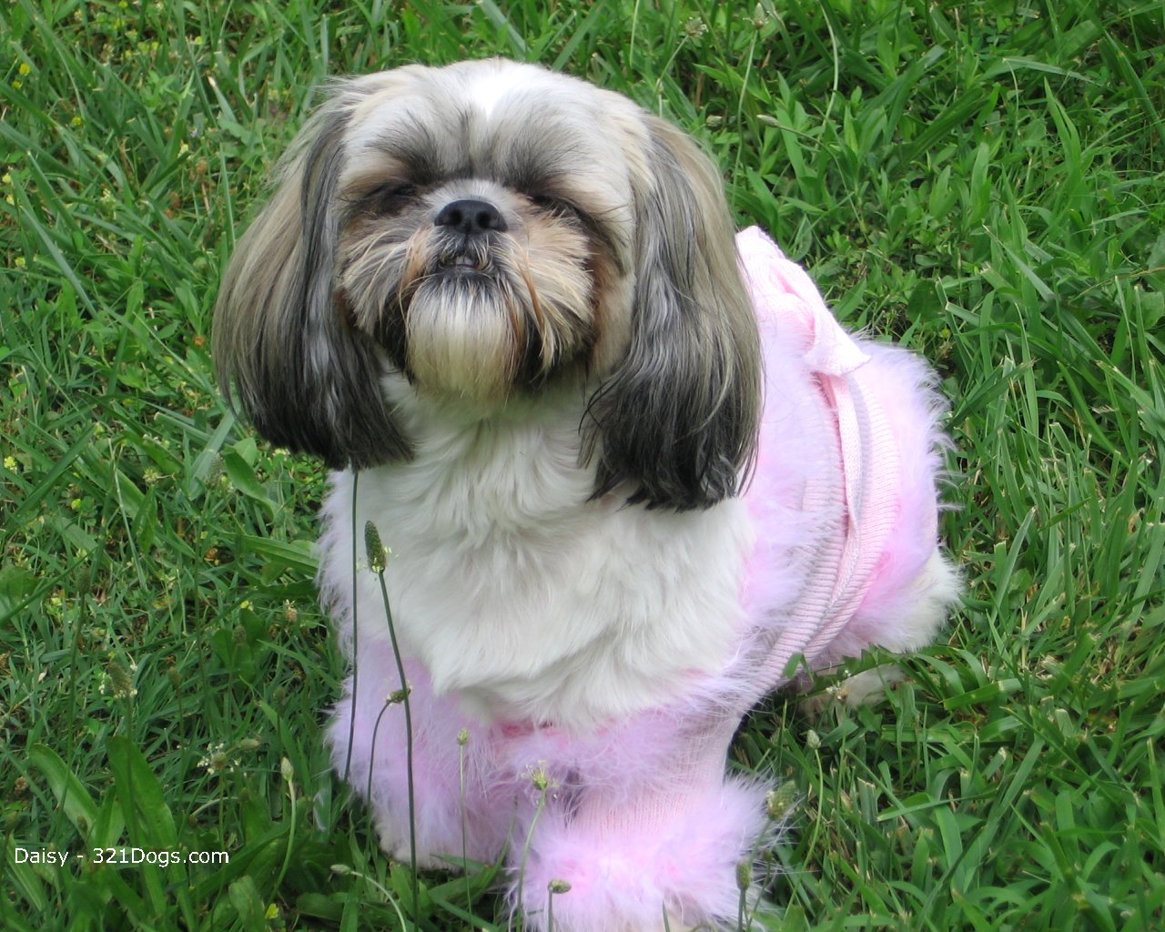 Shih Tzu Wallpaper Puppy Pictures Breed Info