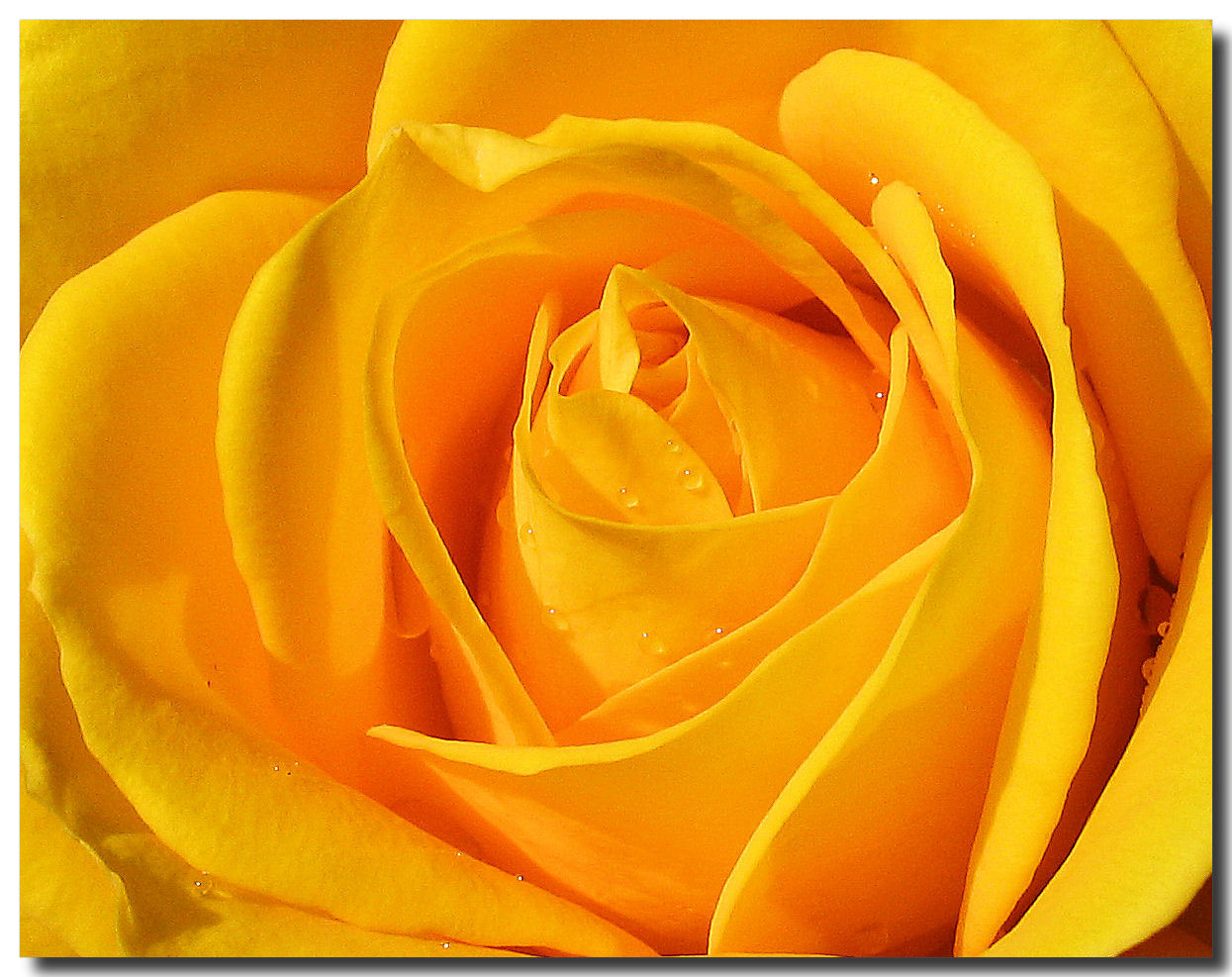 77+] Yellow Rose Flower Wallpaper - WallpaperSafari