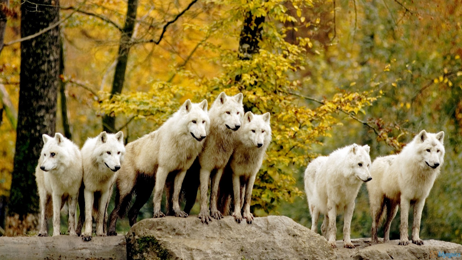 Best Pictures Wolf Pack Wallpaper Amp