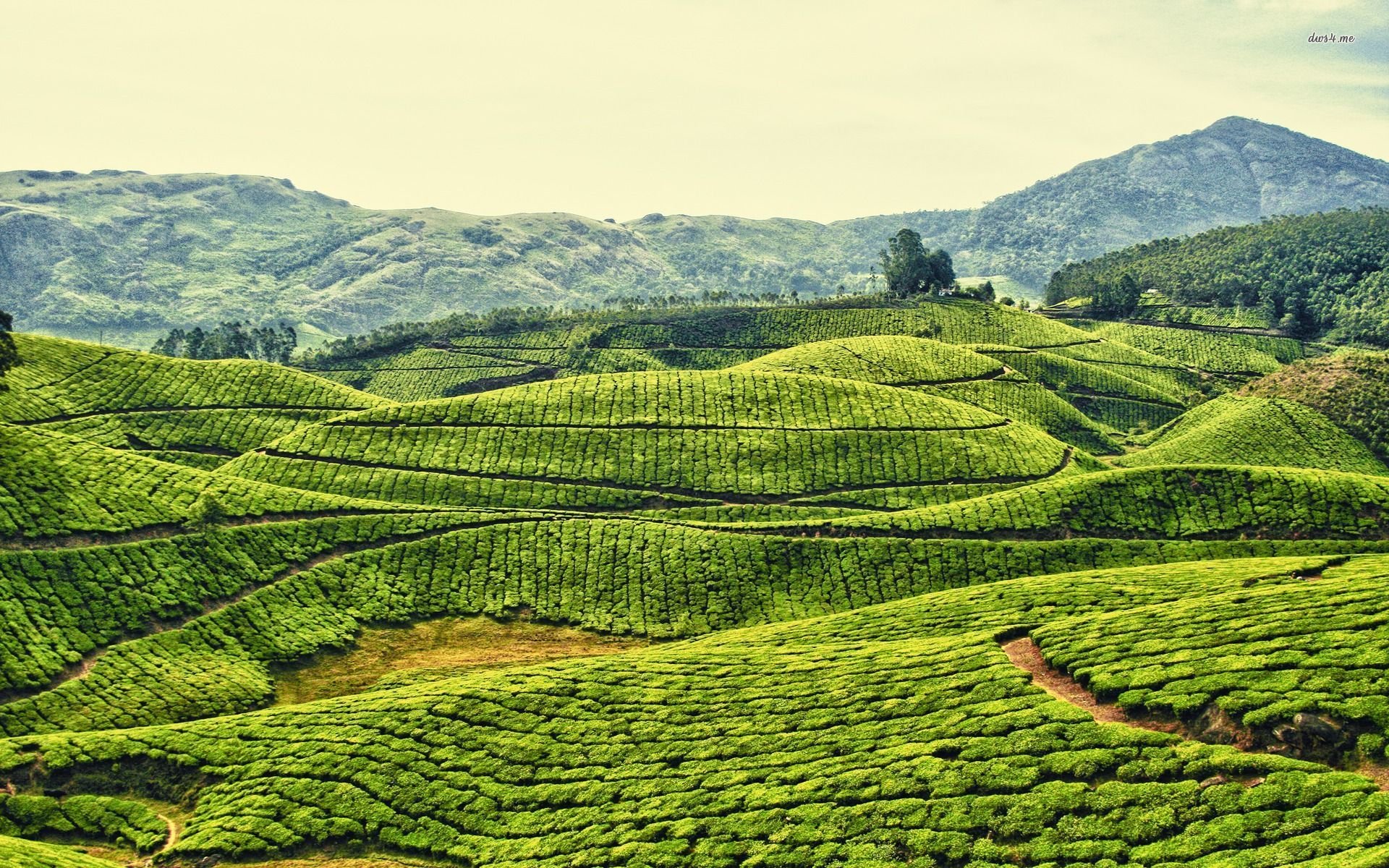 Tea Plantation Wallpaper And Background Image