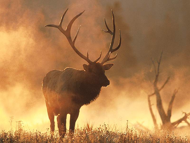 Elk Hunting In The Rocky Mountains Sojourner Travel