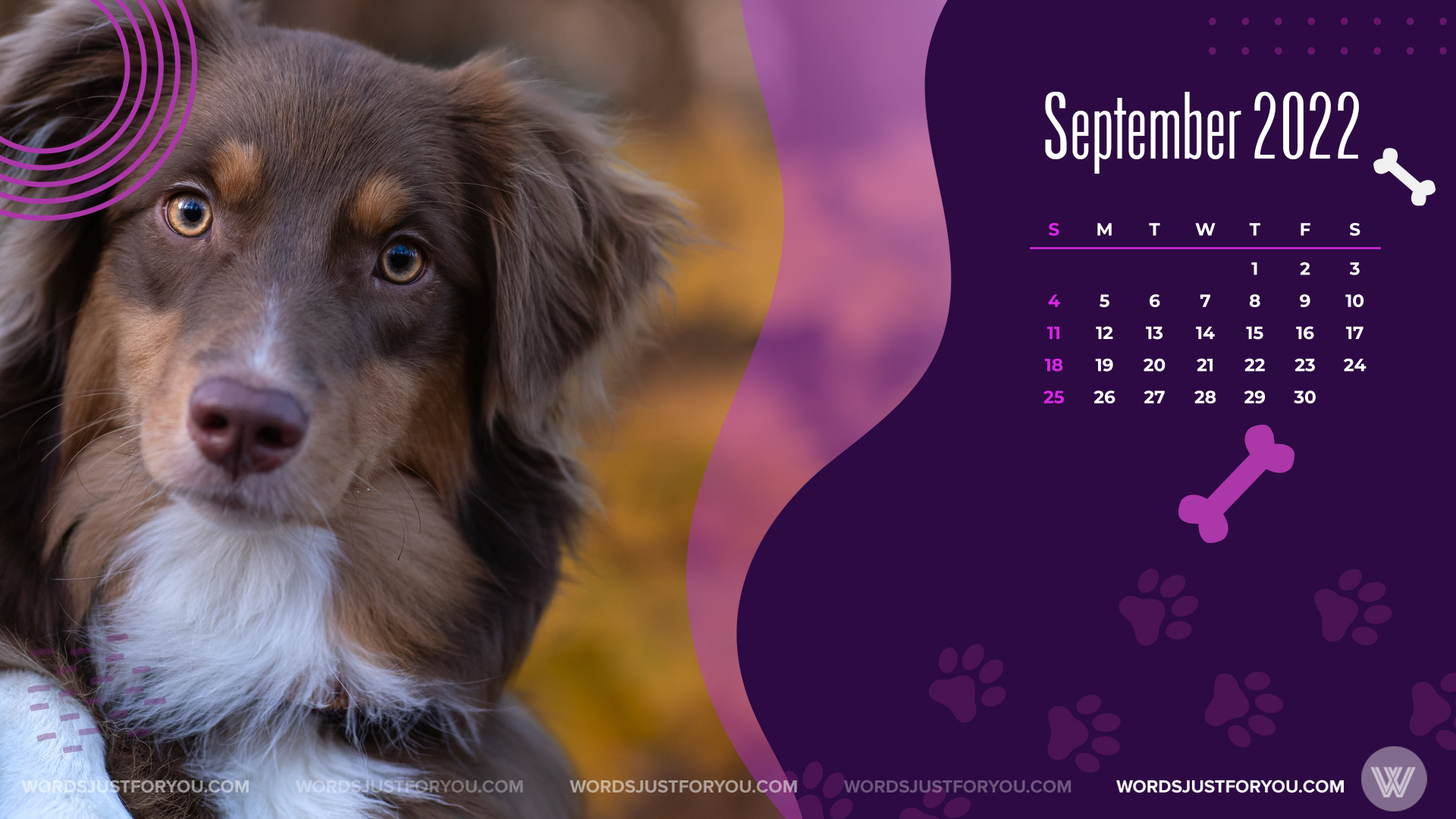 5x Pets September Calendar Wallpaper Wordsjustforyou