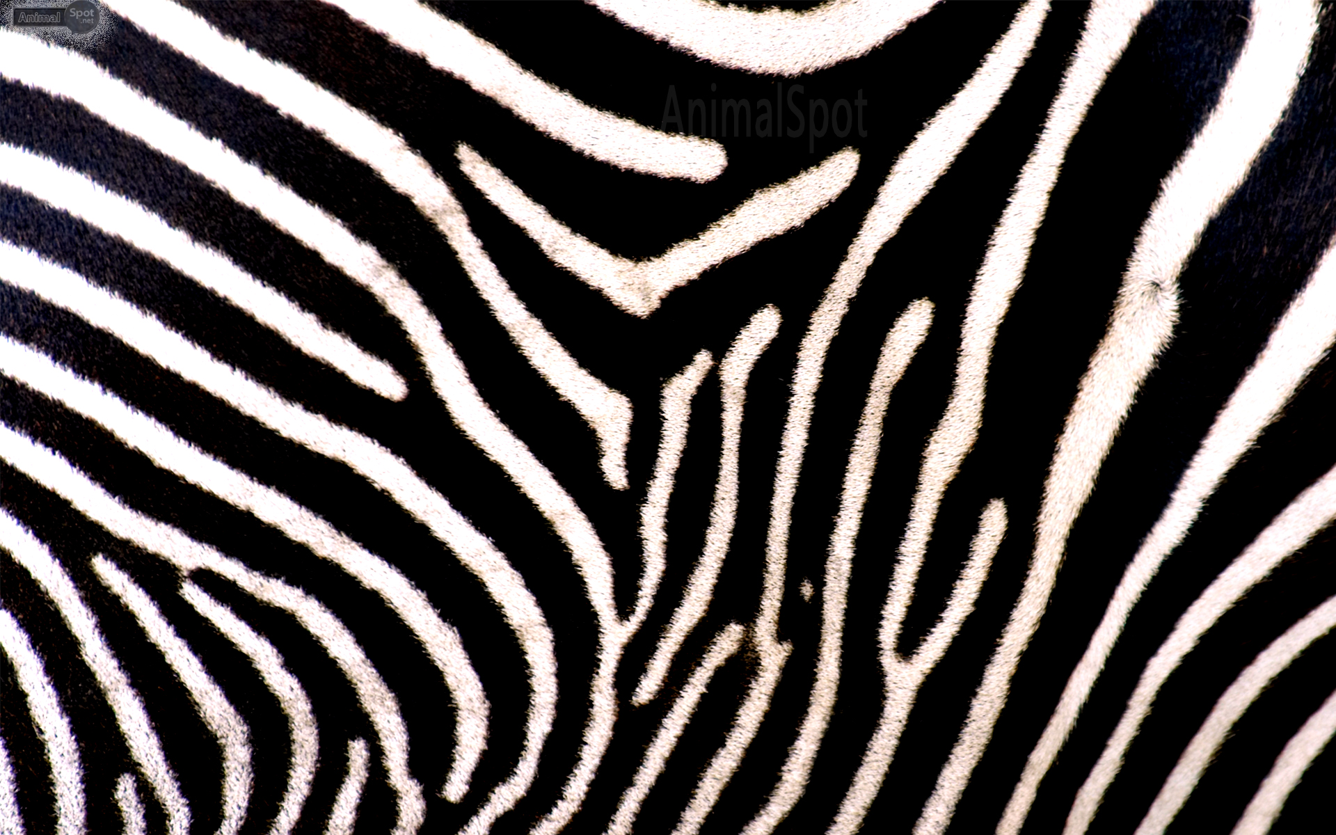 Zebra Print Wallpaper Background