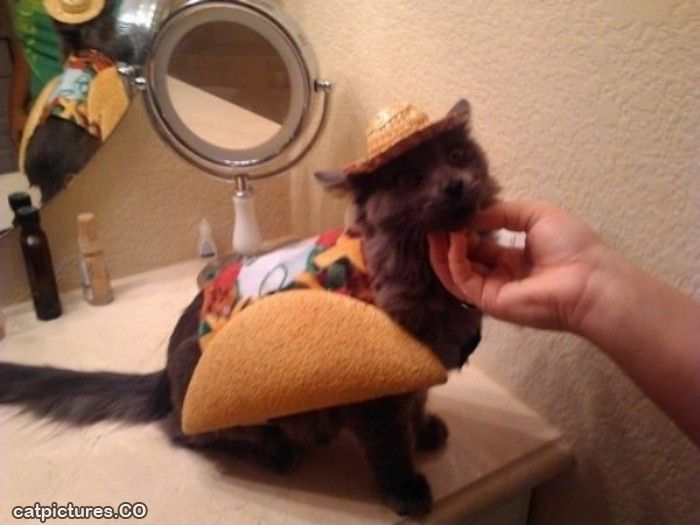 Taco Cat Pictures