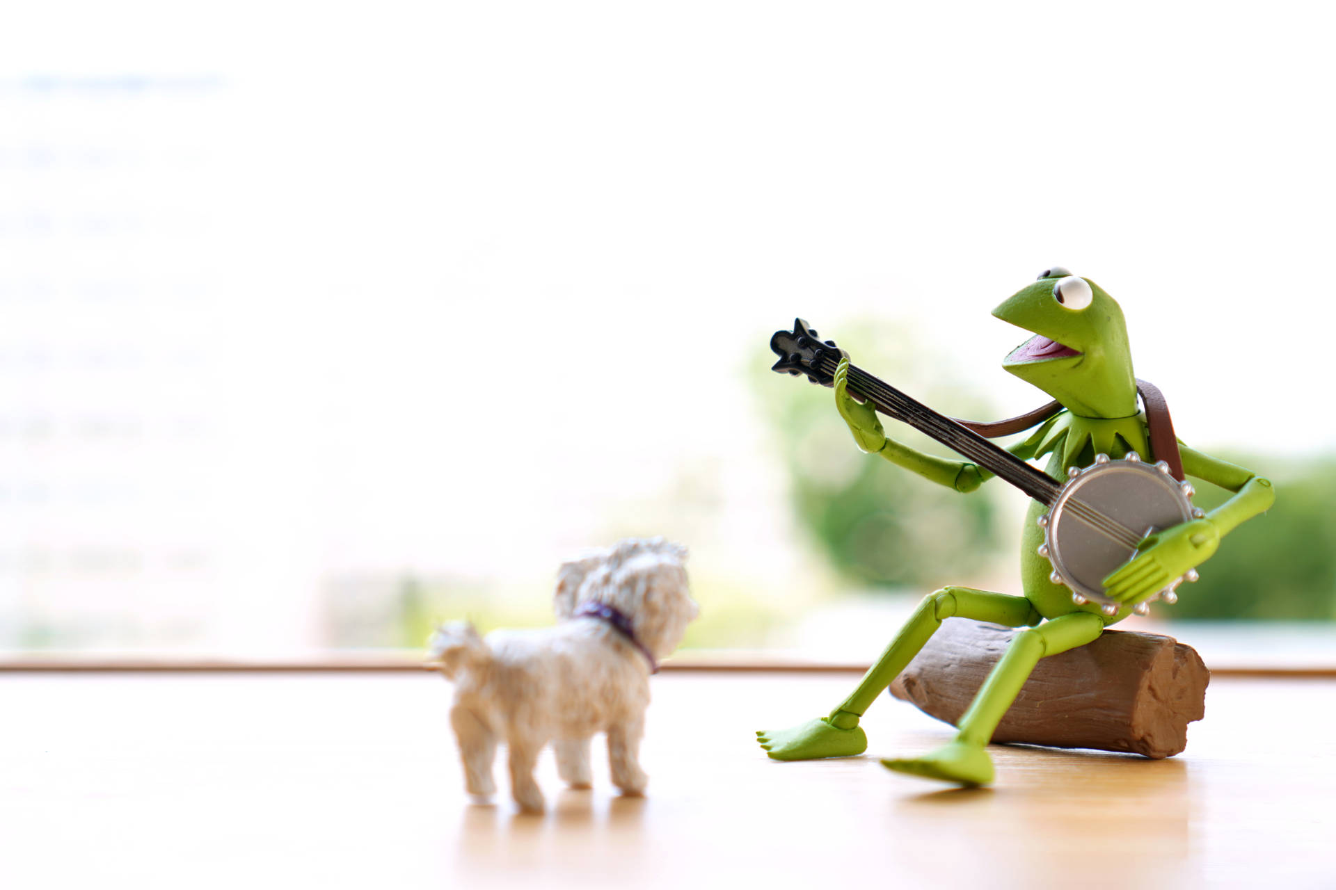 Kermit The Frog Wallpaper