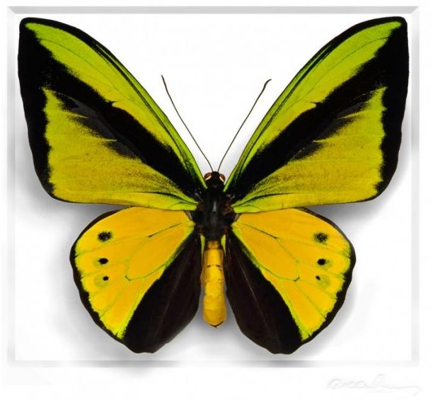 Peonies And Paint Beautiful Butterfly Bounty Schumacher Lulu Dk