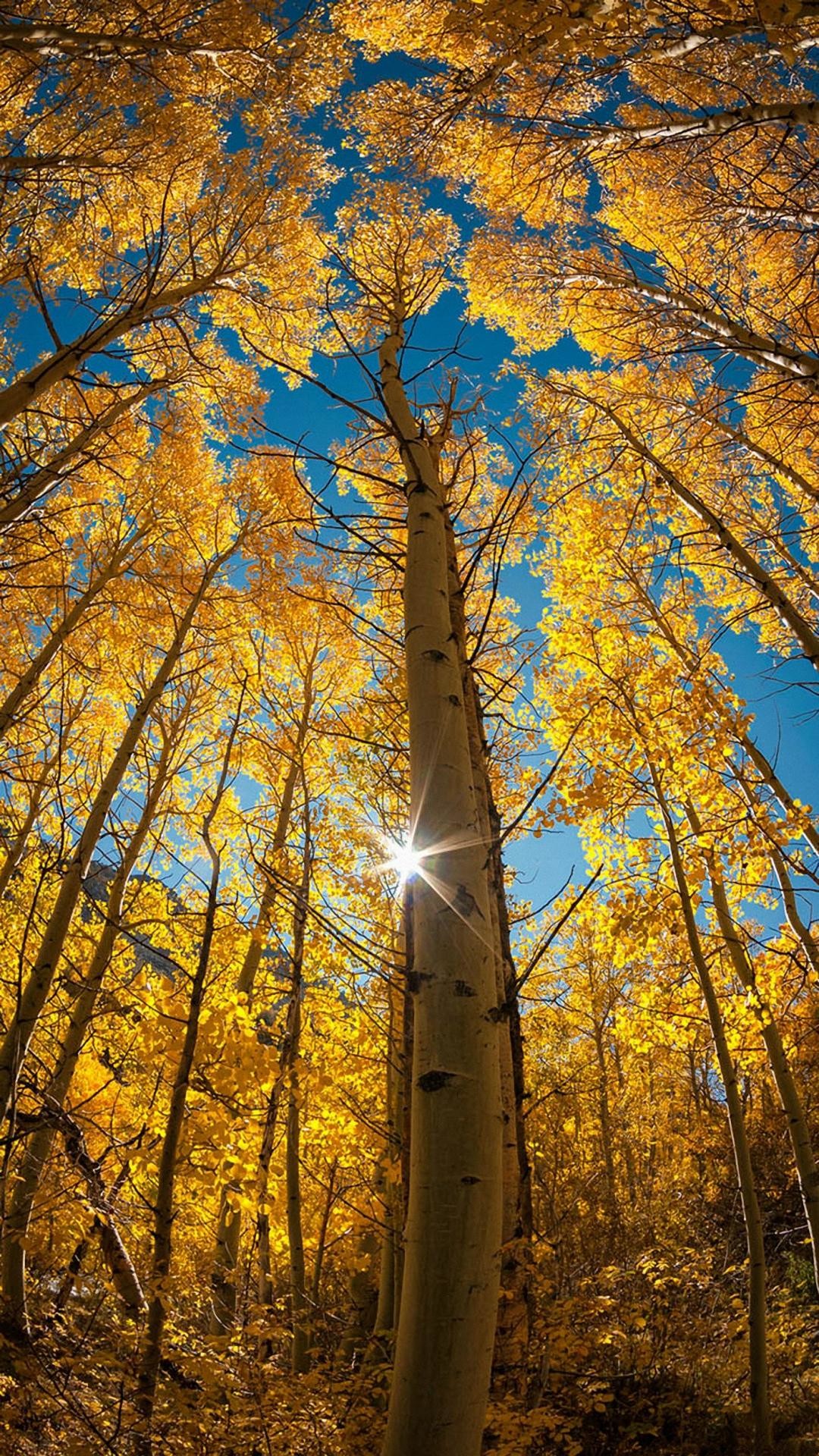 HD Vertical Wallpaper