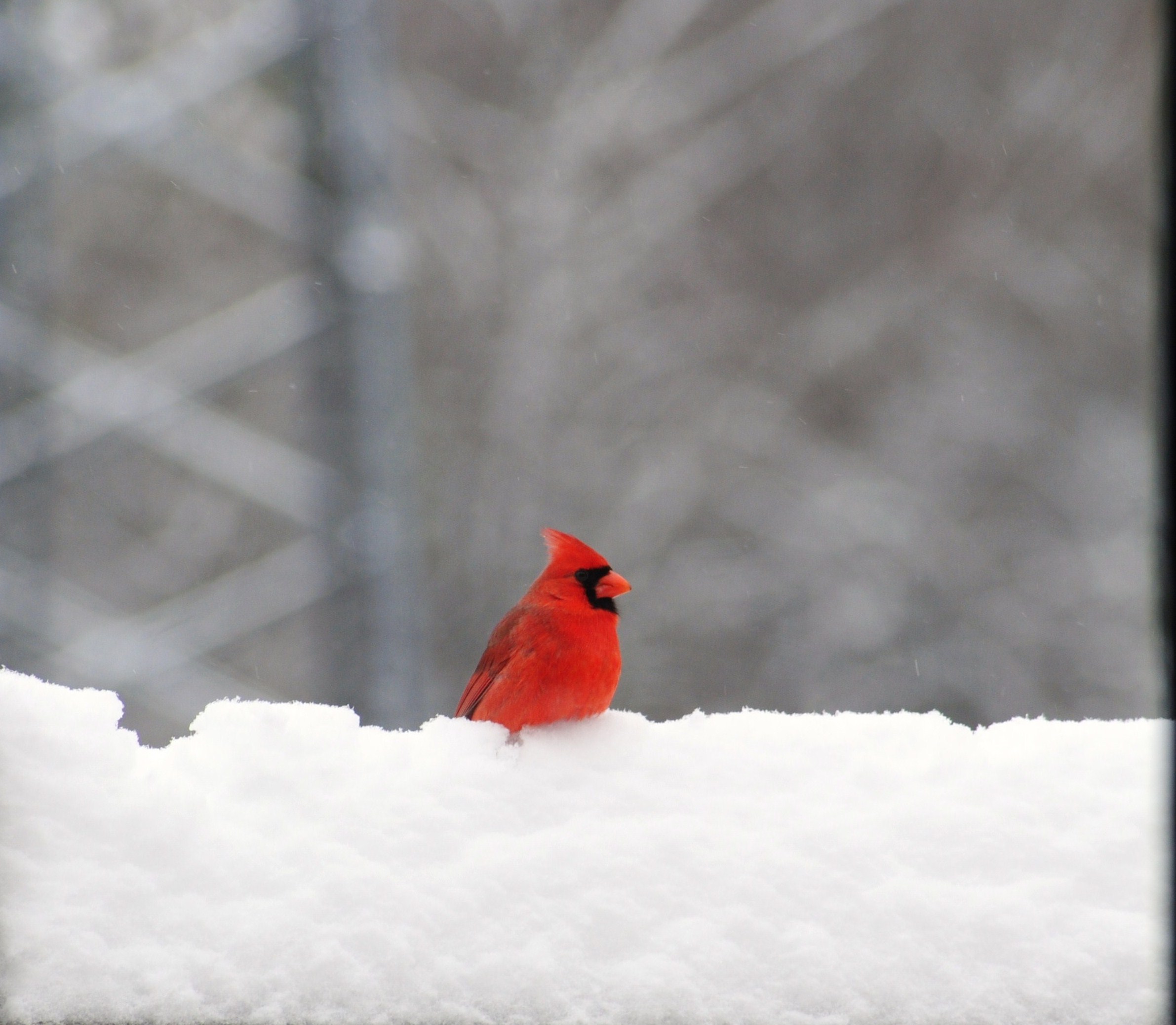 Winter Cardinal In Fresh Snow Desktop Wallpaper Image
