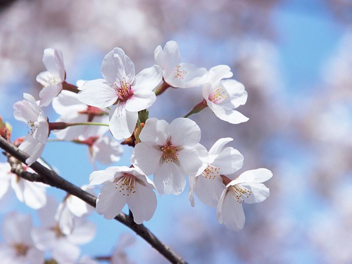 April Japanese Sakura Flowers Cherry Blossom Wallpaper