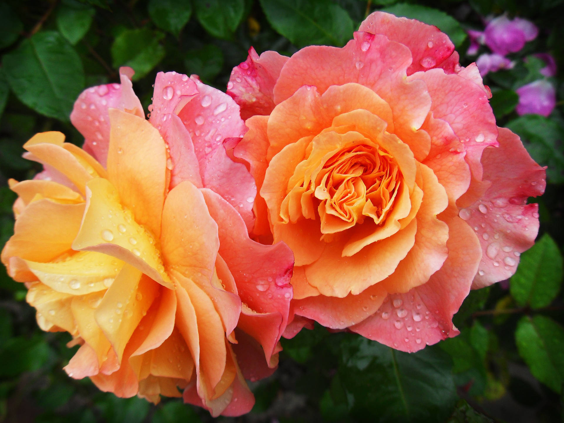 Rose Aesthetic Wallpaper