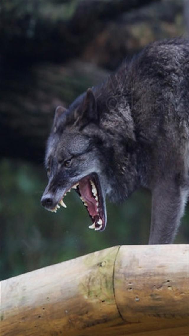 Yawning Wolf Animal iPhone Wallpaper S 3g