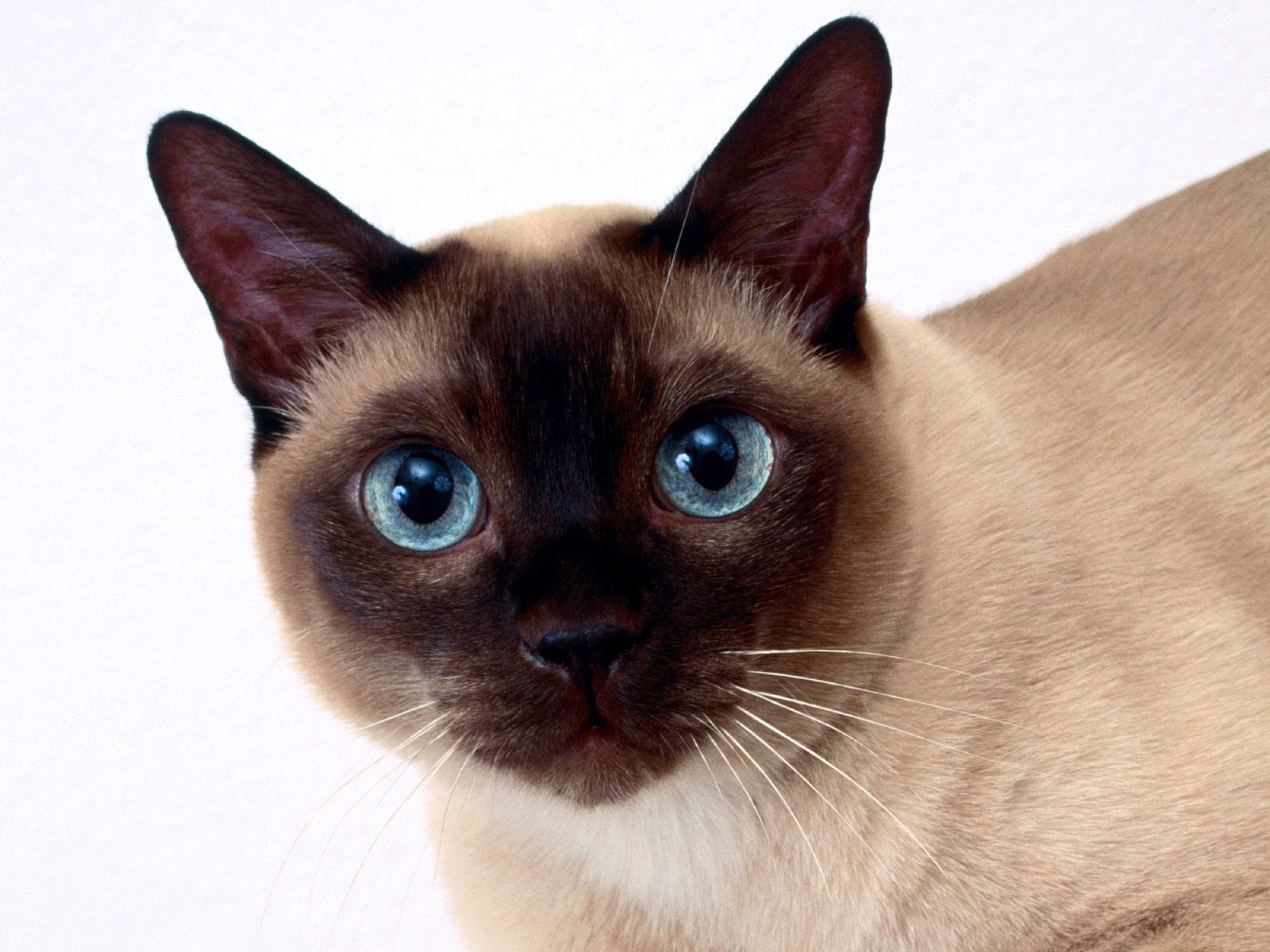Siamese Cat Closeup Wallpaper And Image Pictures